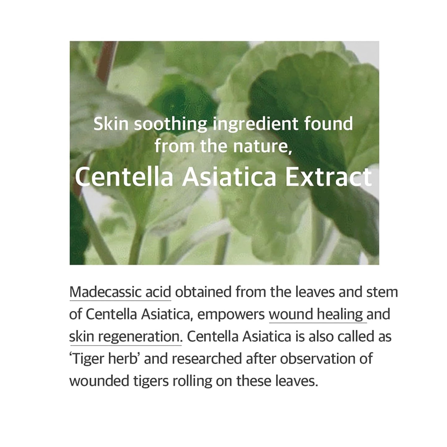 Soondy Centella Asiatica Essence Instant Hydrating & Soothing Essence for Irritated, Sensitive Skin for Korean Skincare for Glass Skin-Jeju Island Cica Extracts (3.38 Fl.Oz / 100Ml)